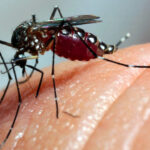 Dengue: Ibiporã não registra novos casos confirmados de dengue desde 21/7