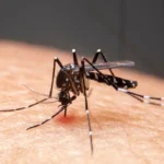 Mudanças climáticas já causam aumento de doenças infecciosas no país